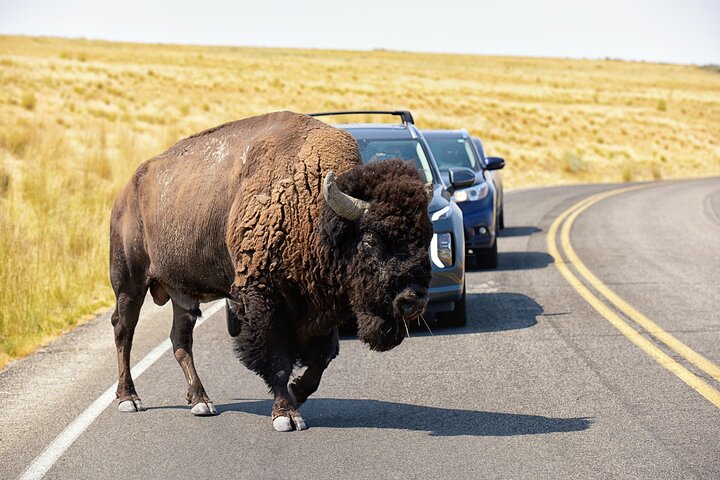 Antelope Island: Wildlife & Great Salt Lake Adventure