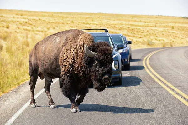 Antelope Island: Wildlife & Great Salt Lake Adventure