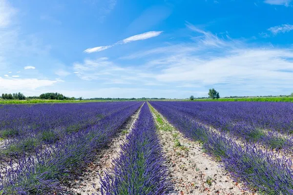 Provence Lavender Distillery Tour: Scents & Secrets