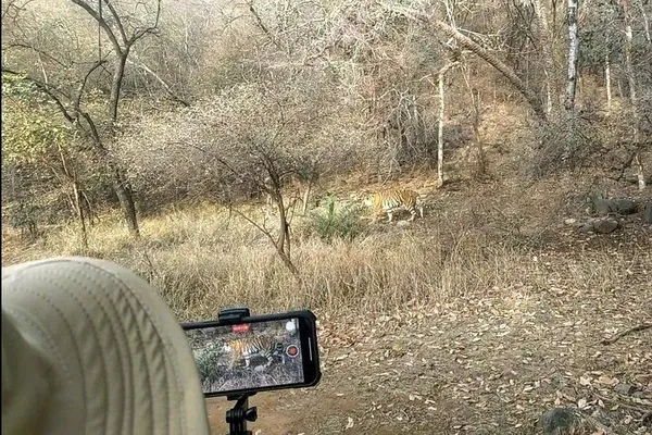 Roar into Adventure: 3-Hour Tiger Safari in Ranthambore!