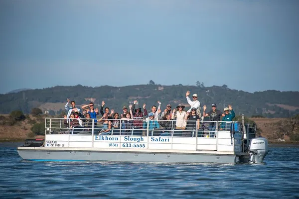 Monterey Bay's Wildlife Wonders: An Immersive Boat Tour Adventure!