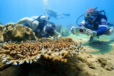 Discover Underwater Wonders: Cham Island Snorkeling Adventure