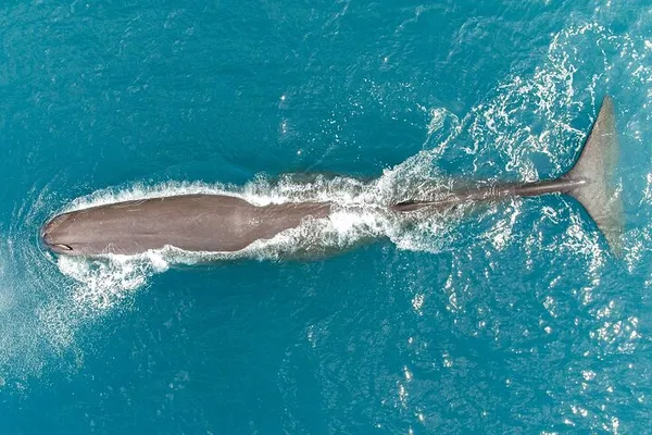 Kaikoura Whale Flight: Witness Giants from Above!