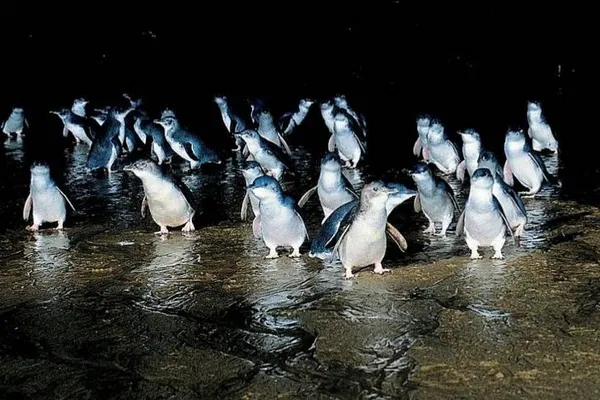 Penguin Parade: A Luxurious Wildlife Encounter on Phillip Island