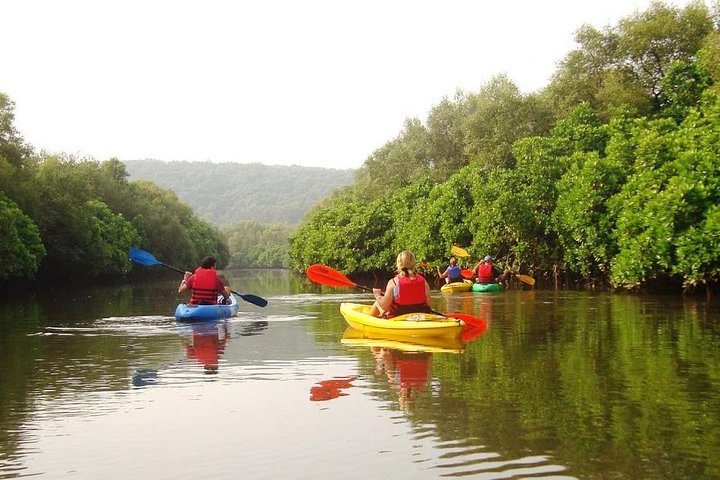 Glide Through Goa's Mangroves: Kayaking Adventure on Spike's River