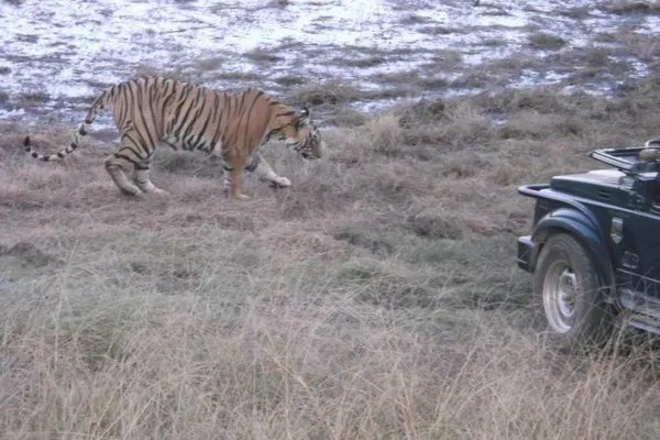 Ranthambhore National Park Expedition: A Thrilling Jaipur Day Trip