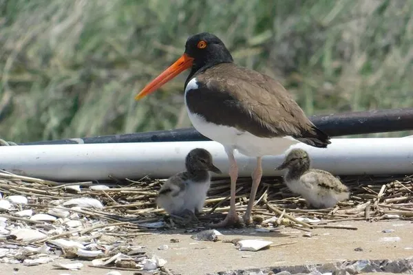 Cape May Wetlands Safari: Discover Untouched Wildlife by Boat!