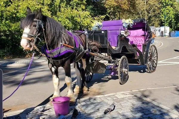Timeless Elegance: NYC Central Park Horse Carriage Ride Since 1965