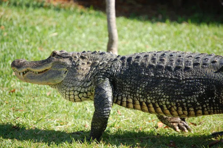 img0