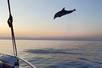 Rovinj Sunset Spectacle: Dolphin Cruise & Island Swim