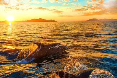 Brijuni National Park Dolphin Watching: A Sunset Cruise Adventure