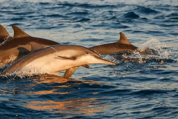 Medulin Sunset Cruise: Dolphins, Dinner & Fun!