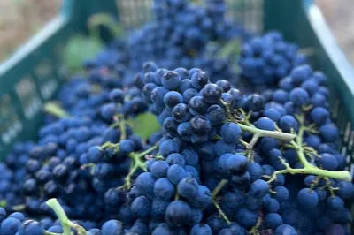 Savor Emilia-Romagna: Wine Tasting Journey at Tenuta La Viola
