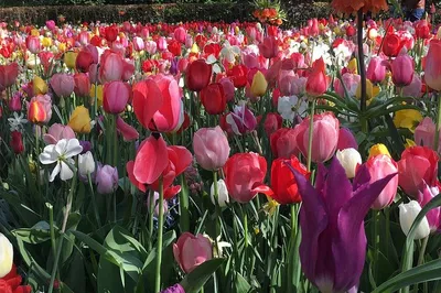 Immerse Yourself in a Floral Wonderland: Keukenhof Tulip Paradise Trip