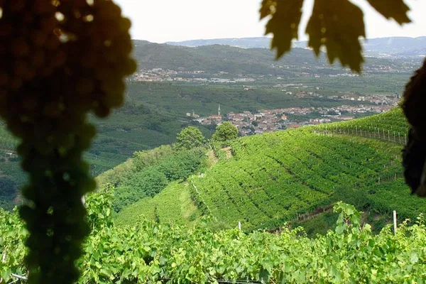 Verona & Veneto Wine Escape: A Luxurious Day Trip from Venice