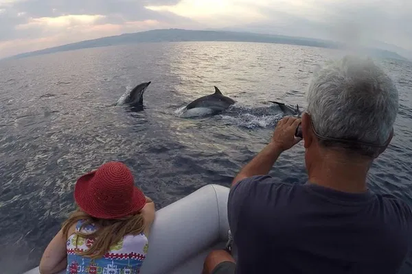 Catania Dolphin Watching: Eco Tour & Conservation!