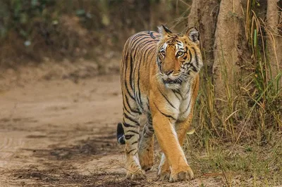Ranthambore Safari: A Luxurious Wildlife Adventure from Jaipur