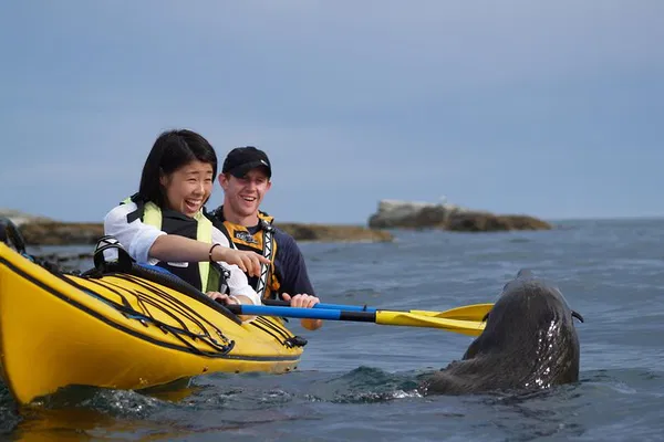 Kaikoura's Premier Private Kayak Adventure: Whales, Dolphins & Seals!