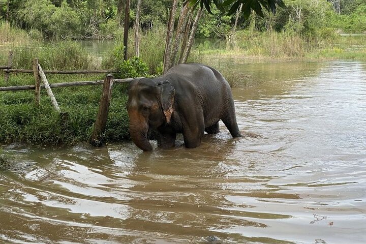 Ethical Encounters: Phuket Elephant Sanctuary Small Group Tour
