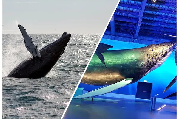 Reykjavik's Premier Whale Encounter: Cruise & Exhibition Combo!