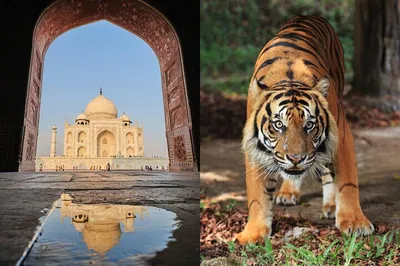 Unveiling India's Majesty: Golden Triangle & Wildlife Expedition