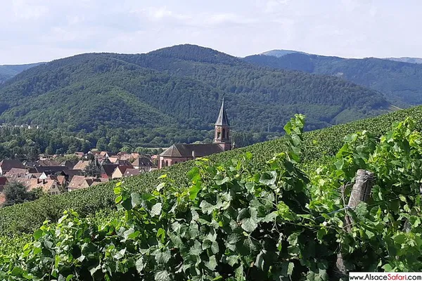 Munster Valley Safari: Wine, Cheese & Alsace Views!