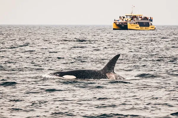 Vancouver Whale Watching: Half-Day Adventure & Free Photos!