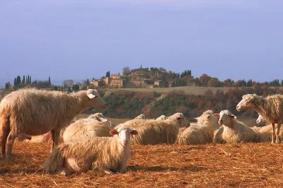 Tuscany Escape: Wine, Cheese & Scenic Delights from Florence