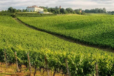 Unforgettable Emilia-Romagna: A Private Wine & Culture Tour from Bologna