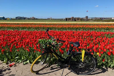 Keukenhof Tulip Bike Tour: Discover Lisse with a Local Guide!