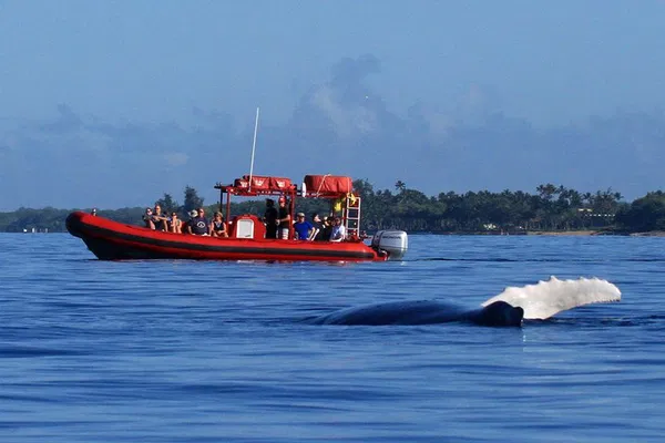 Kihei Raft Adventure: Up-Close Whale Watching in Maui's Waters