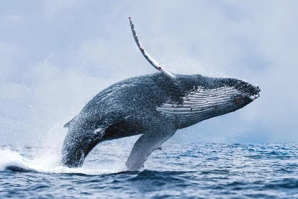 Reykjavik Whale Watching Tour with Expert Guide
