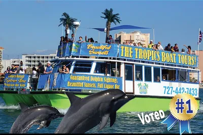 Clearwater's Guaranteed Dolphin Adventure: A Gulf Coast Family Cruise!