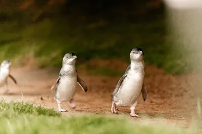 Phillip Island Penguin Parade Tour (Spanish Guide)