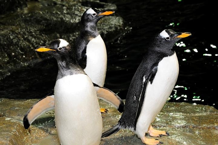 Wild Encounters Await: Central Park Zoo Adventure with 4D Fun!