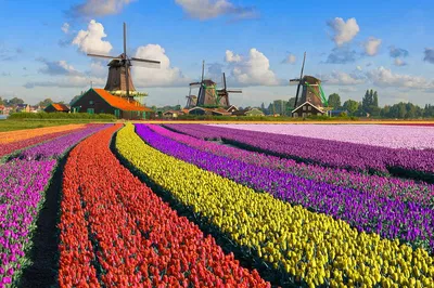 Netherlands Day Trip: Windmills, Hague & Rotterdam