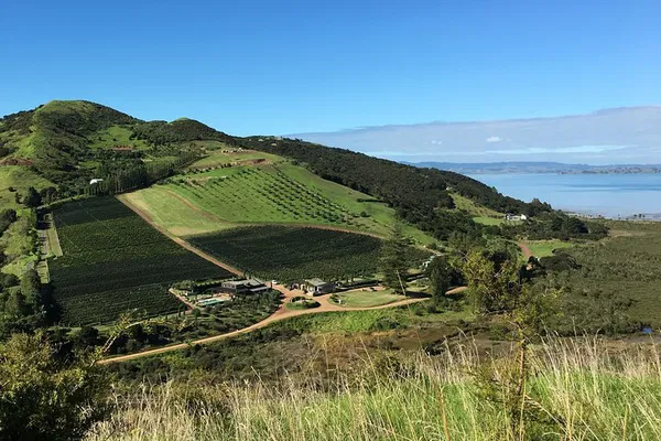 Uncover Waiheke: Vineyard & Coastal Hike Adventure