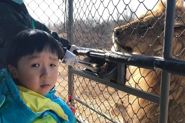 Unforgettable Beijing Wildlife Park Adventure: A Personalized Safari Experience