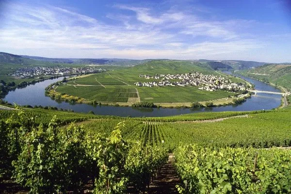 Uncork the Mosel: A Riesling Wine Tour Through Germany's Ancient Vineyards