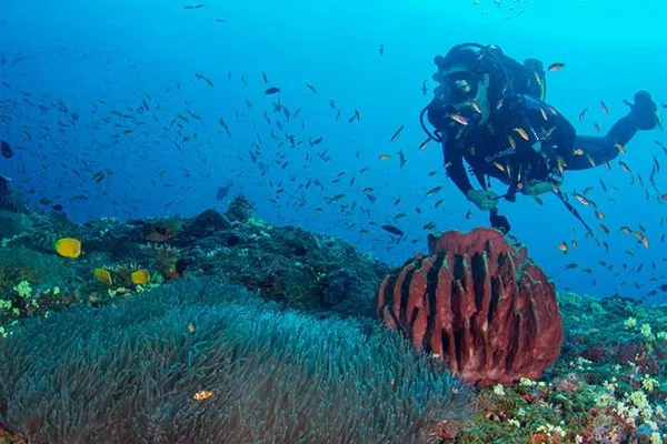 Discover Scuba Diving in Havelock: Underwater Paradise Awaits!