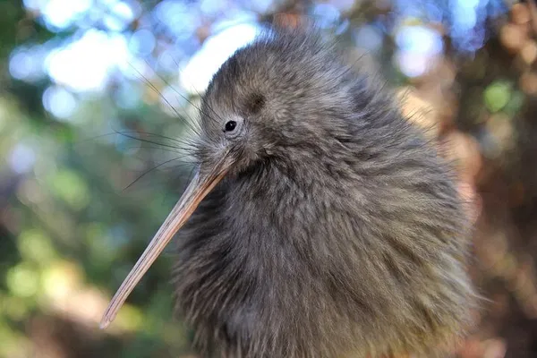 Kiwi Bird Encounter: Private Twilight Tour in Tāwharanui