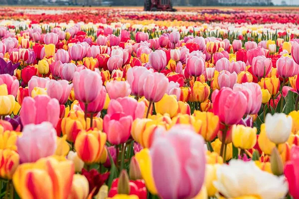 Immerse Yourself in Dutch Culture: Tulips, Windmills, and Cheese Adventure from Amsterdam
