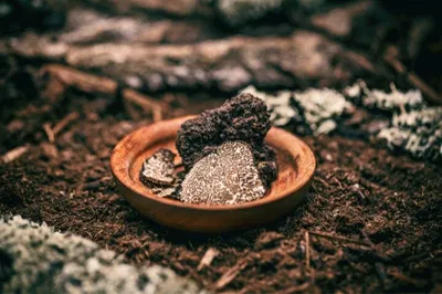 Truffle Hunting Tour: Emilia-Romagna Adventure