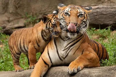 Unforgettable 4-Day Ranthambore & Golden Triangle Expedition