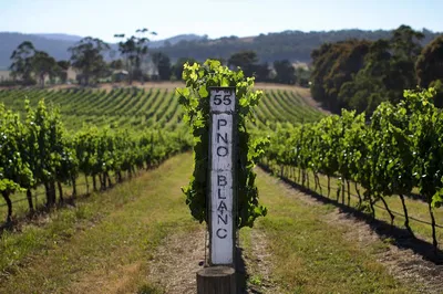 Yarra Valley Wine Tour: Chandon, Soumah & Cheese