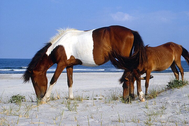 Assateague Pony Cruise from Ocean Pines: Wildlife Views