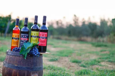 Arezzo's Wine & Oil Legacy: Taste the Tradition!