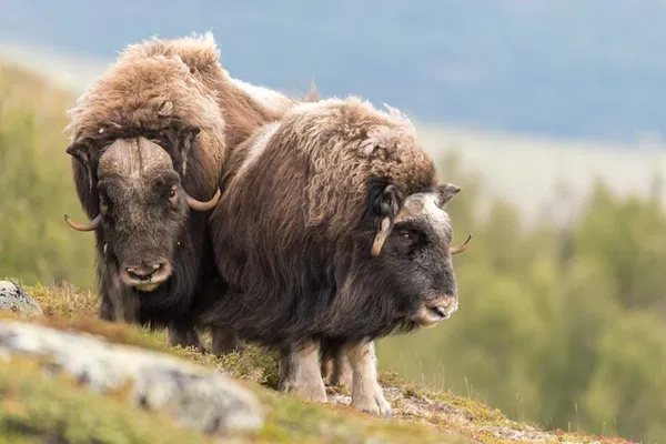 Dovrefjell Musk Ox Safari: See Wildlife from Oppdal!