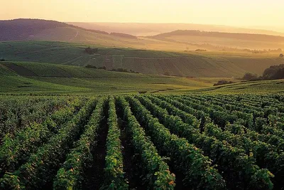 Indulge in Luxury: Private Champagne Tour from Paris