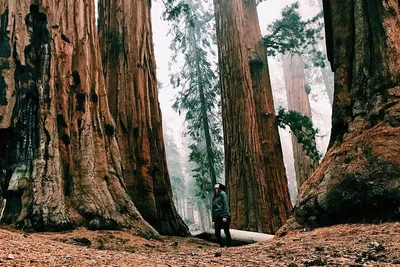 Discover San Francisco & Muir Woods: A Luxurious Private Car Tour
